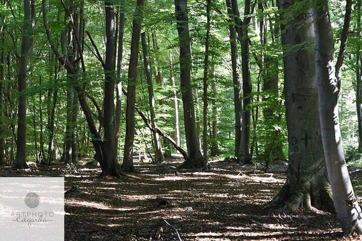 Photo Tour and Artworks in the Capriasca Redde Wood