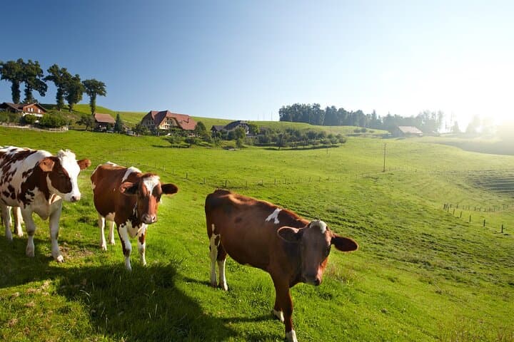 Dairy Farm in Bern Countryside