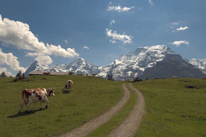 From Zurich to Top of Europe Jungfraujoch private tour