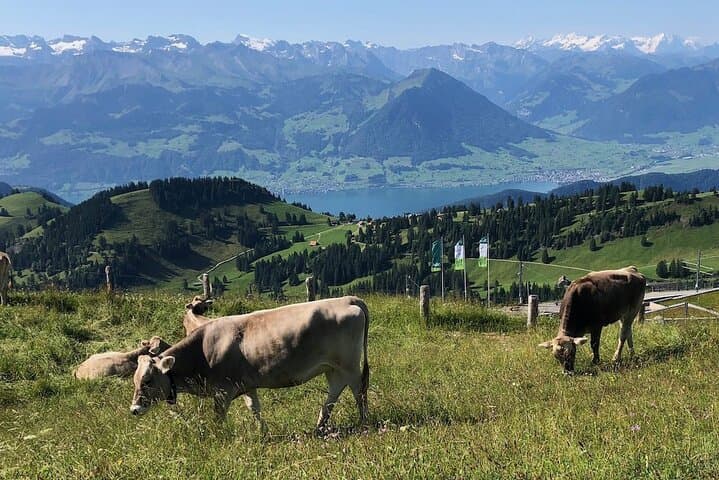 Private Guided Hike on Mt. Rigi with Farm Visit and BBQ