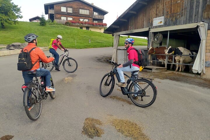 Learning about Swiss cows