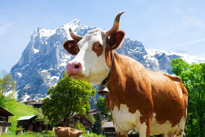 From Zurich: Chocolate, cheese & countryside small group tour