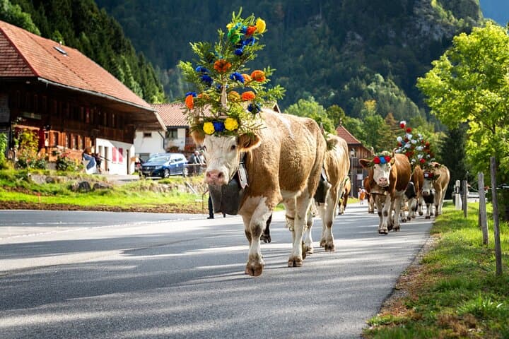 Zurich Airport ZRH to Grindelwald Private Transfer Service.