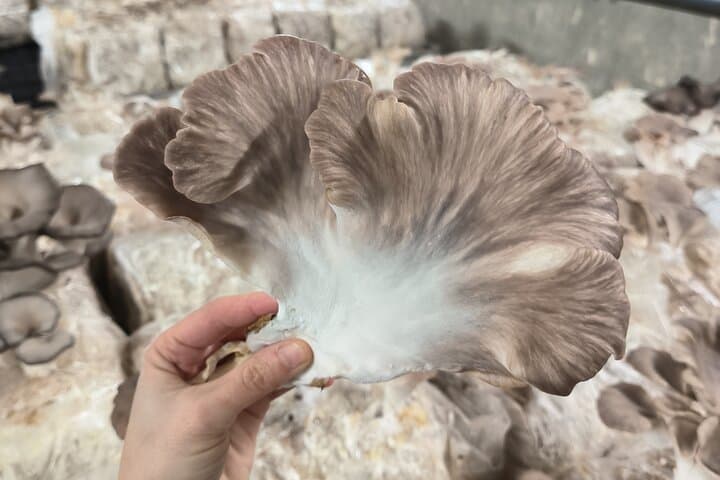 From delicate creamy white oyster saplings to bold golden or purple variants, our mushrooms impress not only in taste but also visually!