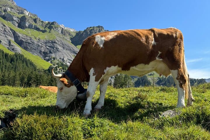 Swiss cow life