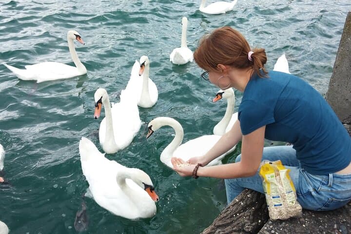 feeding swans at Bellevue