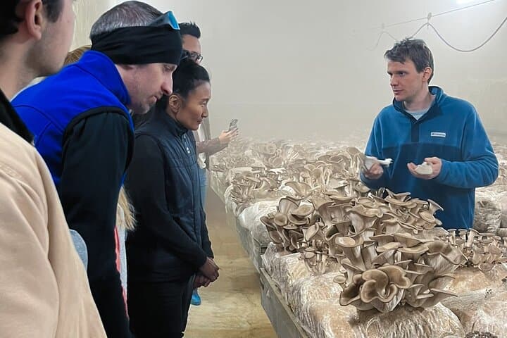 The secret mushroom world under Zurich