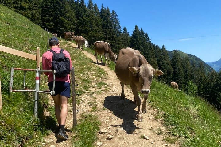 Individual hike in Swiss Alps with local mountaineers