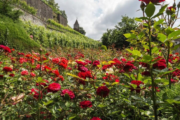 Zurich to Rapperswil: The Town of Roses 5 Hours Private Tour
