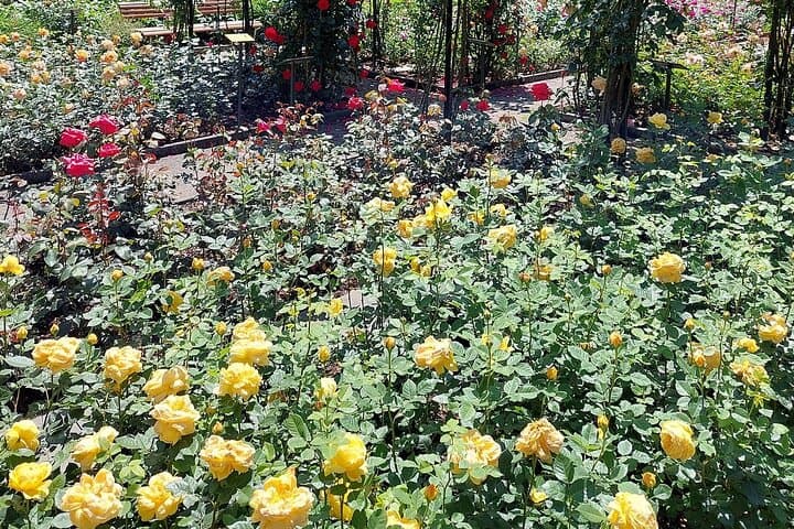 Zurich to Rapperswil: The Town of Roses 5 Hours Private Tour