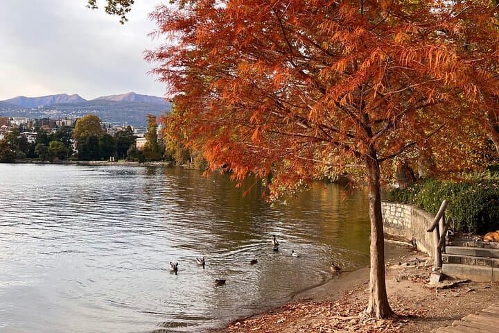 Colourful trees during Autumn