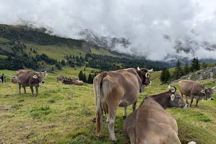 Snow Hike above Lake Lucerne and Fondue (Private Tour)