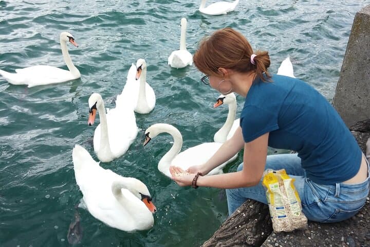 feeding swans at Bellevue