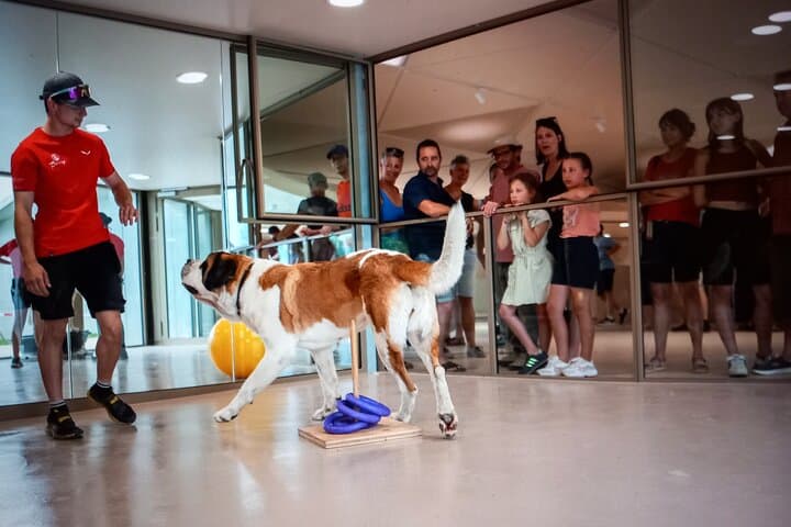Meet the St. Bernard Dogs in the Swiss Alps with Forest Walk