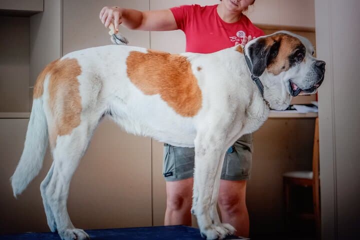 Meet the St. Bernard Dogs in the Swiss Alps with Forest Walk