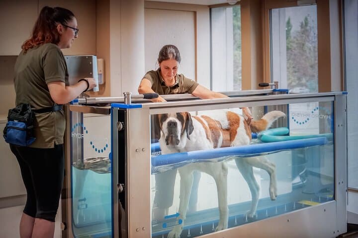 Meet the St. Bernard Dogs in the Swiss Alps with Forest Walk