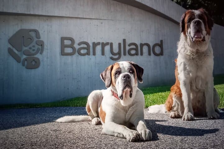 Meet the St. Bernard Dogs in the Swiss Alps with Forest Walk