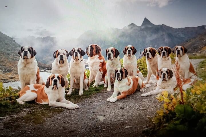 Meet the St. Bernard Dogs in the Swiss Alps with Forest Walk