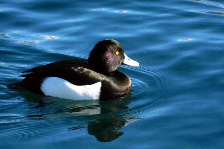 Discovering the birds of Lake Geneva