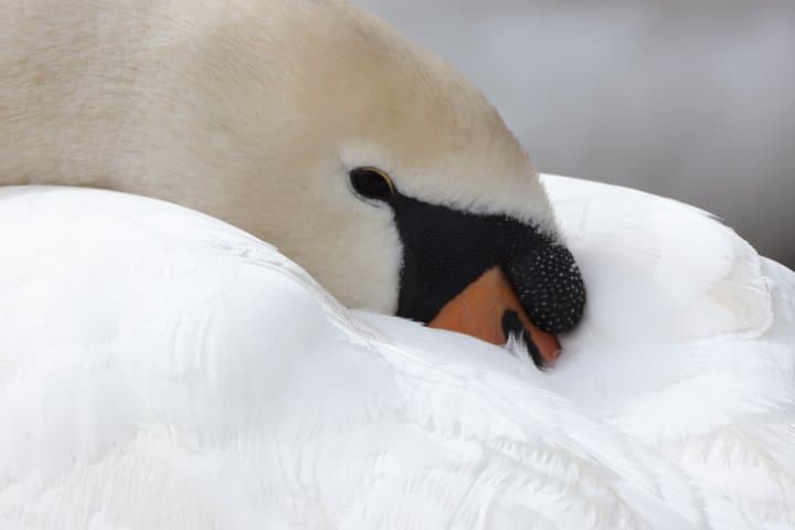 Discovering the birds of Lake Geneva