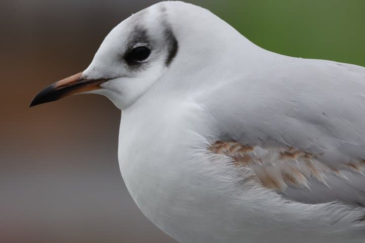 Discovering the birds of Lake Geneva
