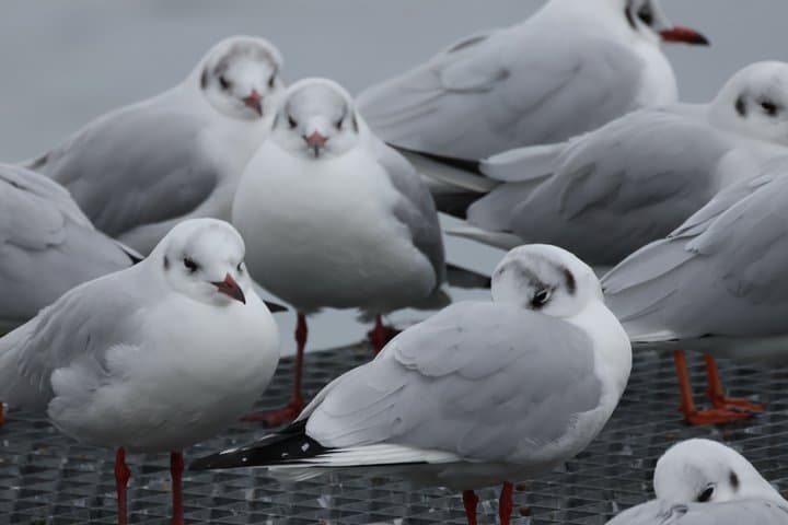 Discovering the birds of Lake Geneva