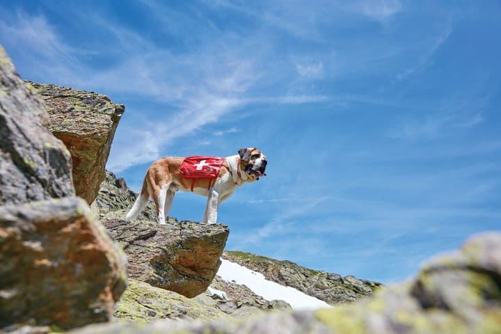 Private Alpine Monastery Unesco and St Bernard Dogs Tour