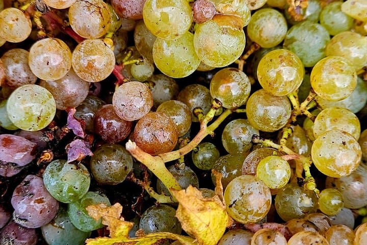 Alsatian Christmas Market and Wine Tasting Tour