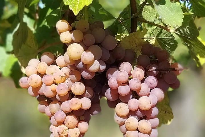 Alsatian Christmas Market and Wine Tasting Tour