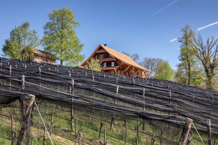 Vineyard Wine Tasting Private Tour from Luzern