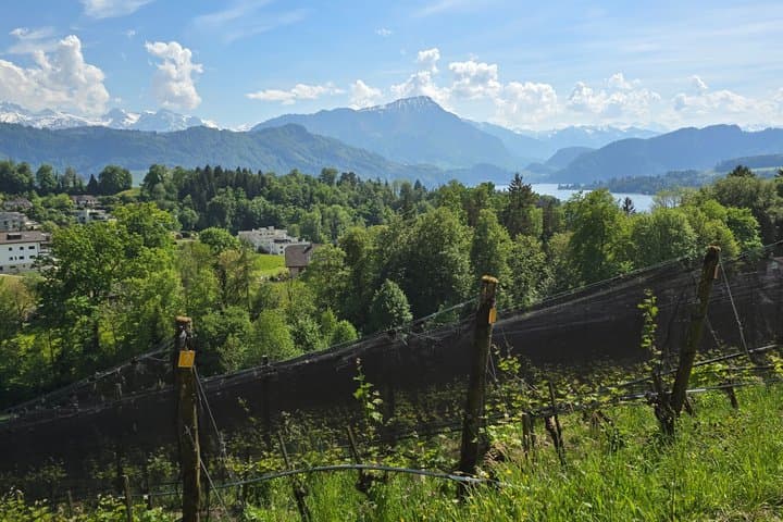 Vineyard Wine Tasting Private Tour from Luzern