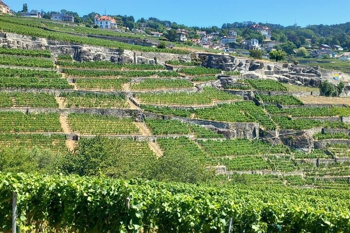 Lavaux Vineyards and Wine Heritage Private Tour