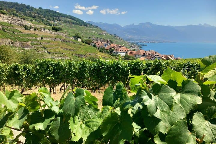 Lavaux Vineyards and Wine Heritage Private Tour