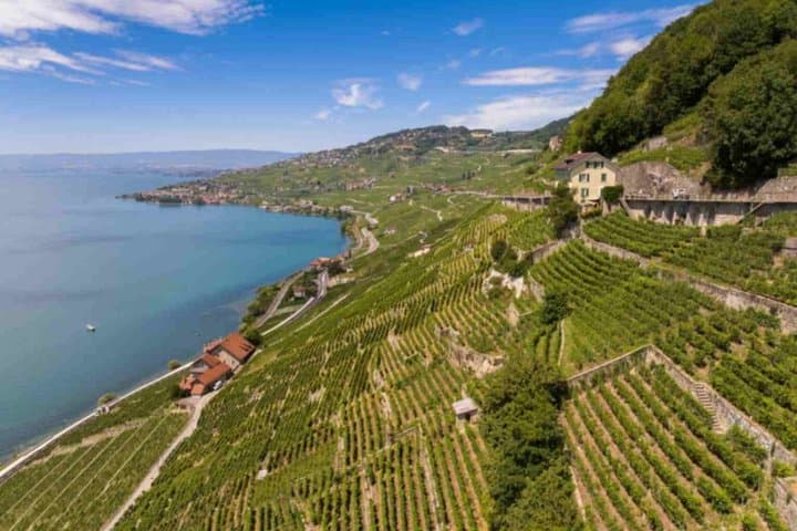 Private Lavaux Vineyards & Montreux Experience | Zurich